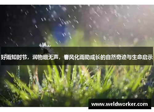 好雨知时节,润物细无声,春风化雨助成长的自然奇迹与生命启示