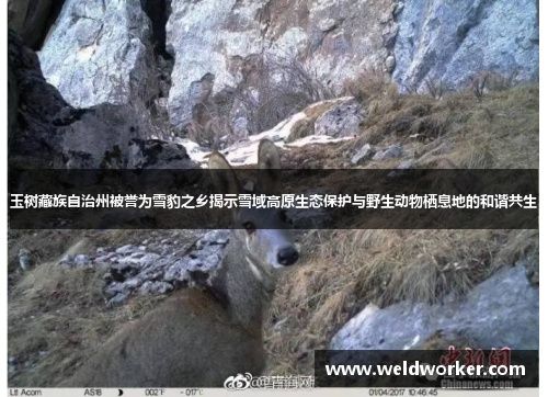 玉树藏族自治州被誉为雪豹之乡揭示雪域高原生态保护与野生动物栖息地的和谐共生